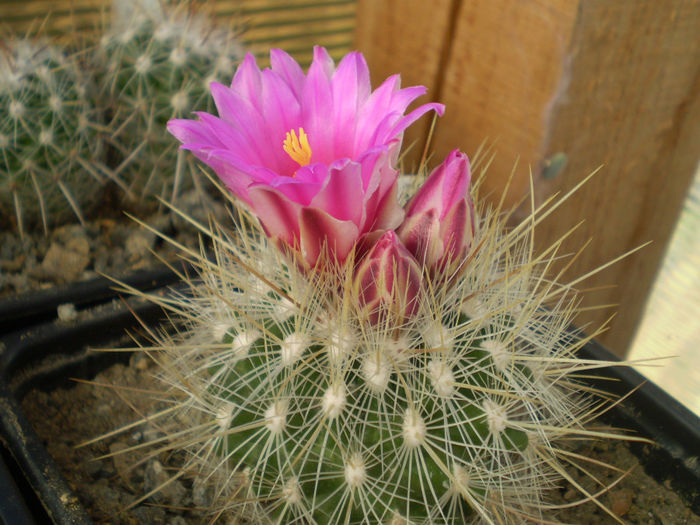 P3090121 - AAA CACTUSI 2014