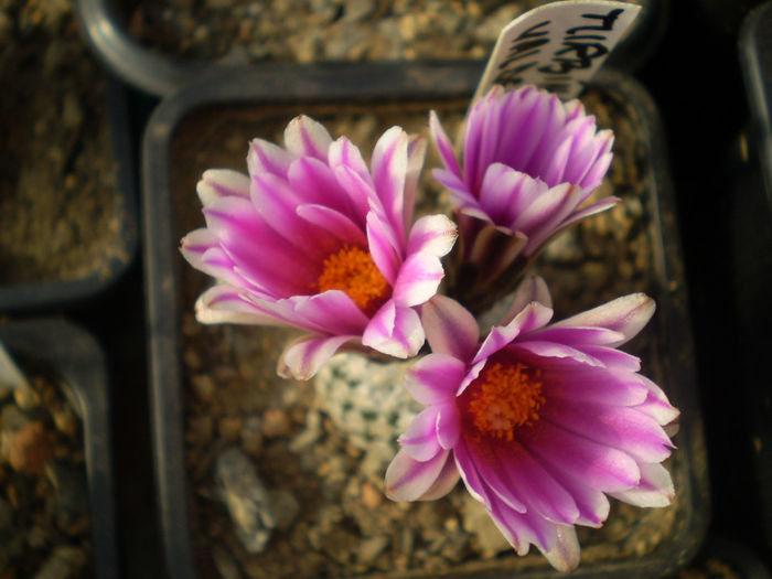 P3090117 - AAA CACTUSI 2014