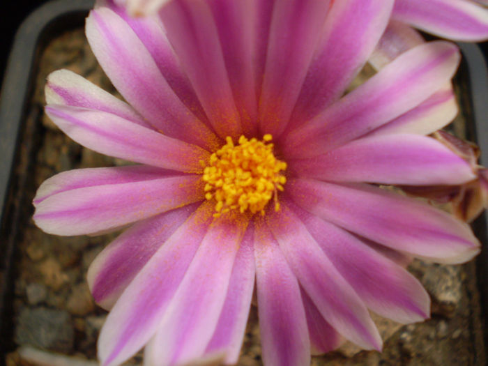 P3140217 - AAA CACTUSI 2014