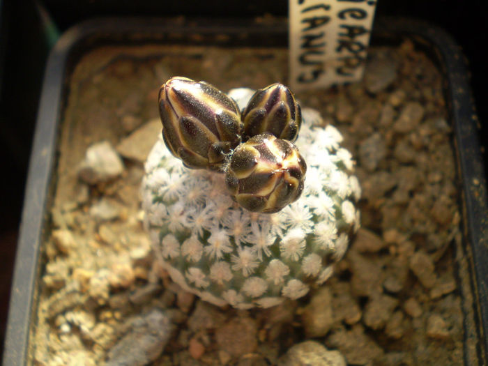 P2260043 - AAA CACTUSI 2014