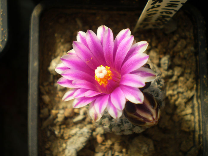 P3030015 - AAA CACTUSI 2014