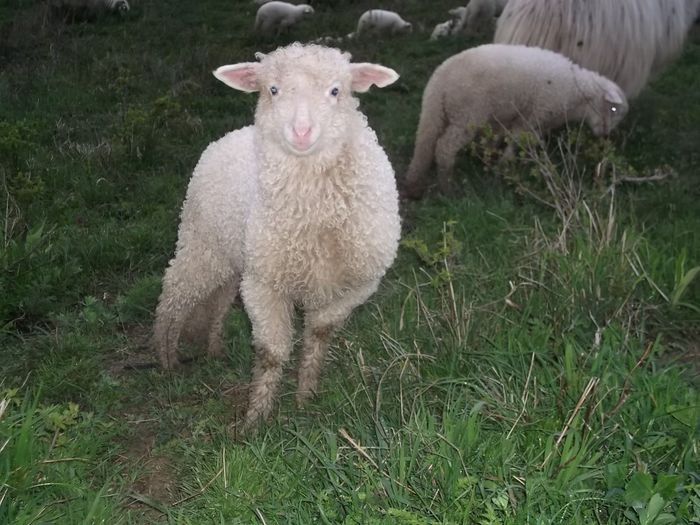 Picture 159 - Productia De Miei 2014