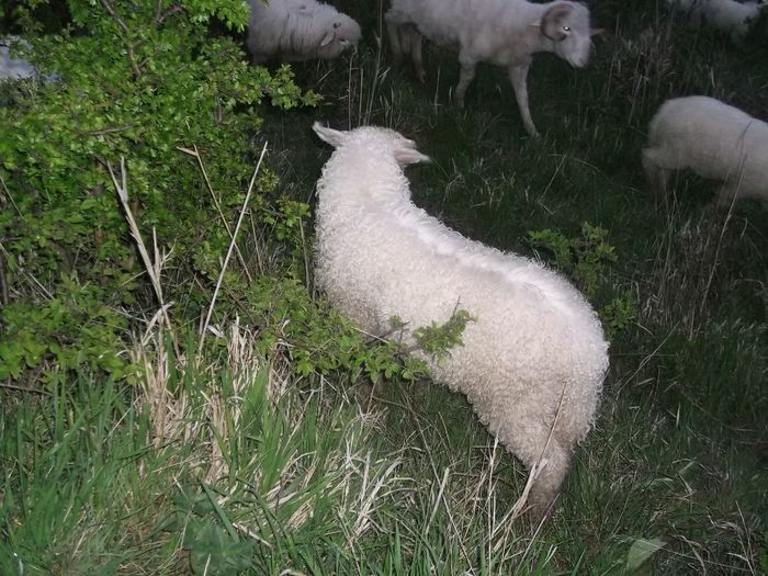 Picture 169 - Productia De Miei 2014