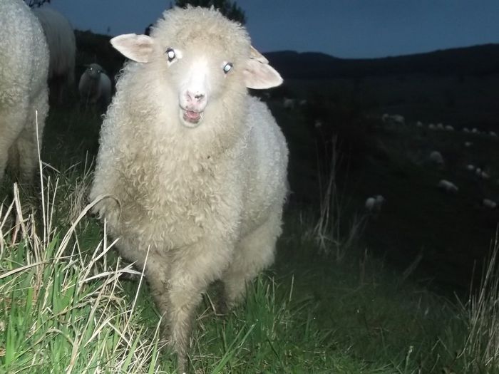 Picture 171 - Productia De Miei 2014