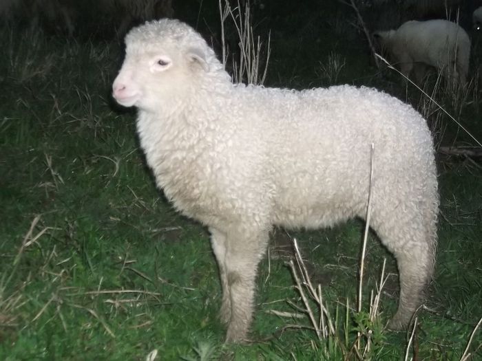 Picture 172 - Productia De Miei 2014