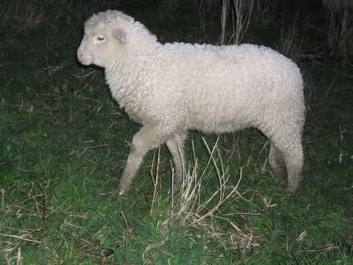 Picture 173 - Productia De Miei 2014