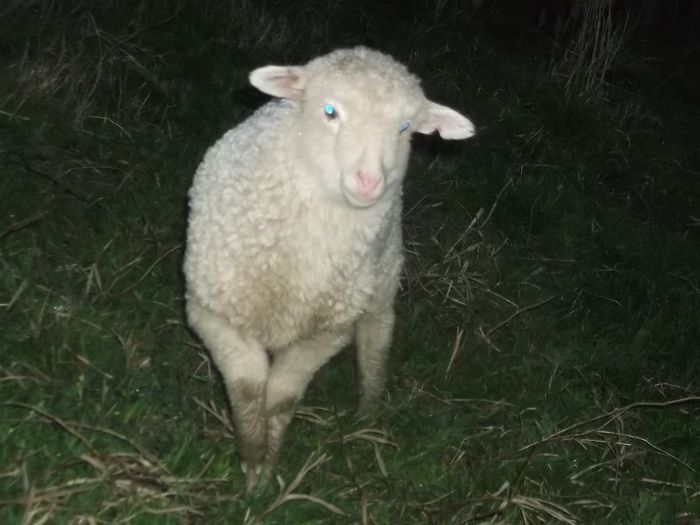 Picture 174 - Productia De Miei 2014