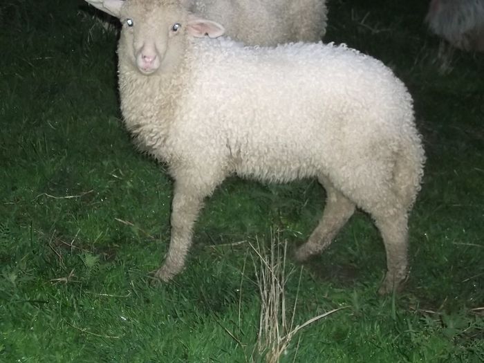 Picture 175 - Productia De Miei 2014