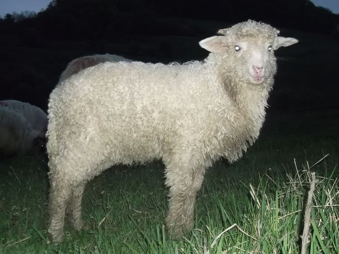 Picture 176 - Productia De Miei 2014