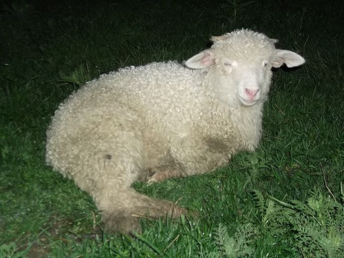 Picture 194 - Productia De Miei 2014