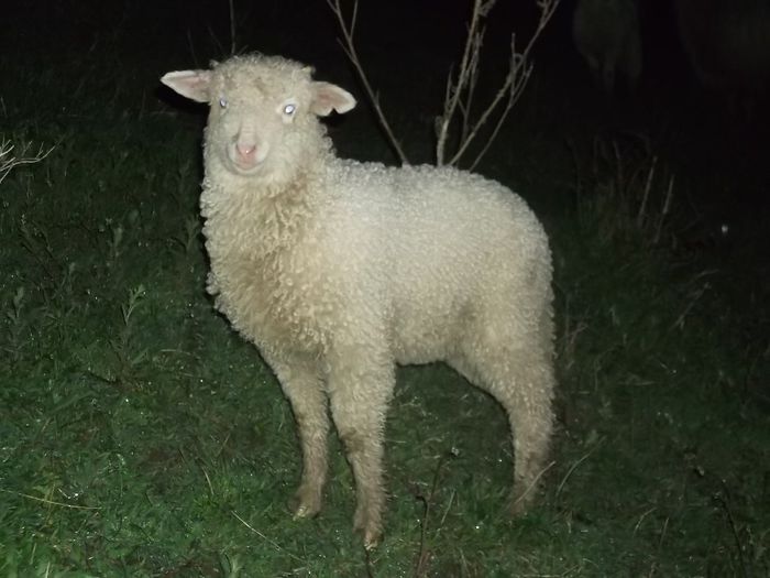 Picture 199 - Productia De Miei 2014