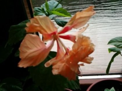 El Capitollio orange