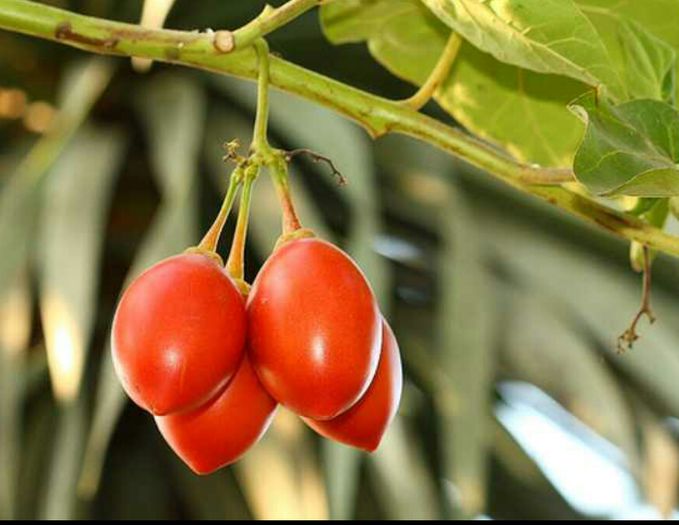 de pe net - Tamarillo sau pomul de tomate