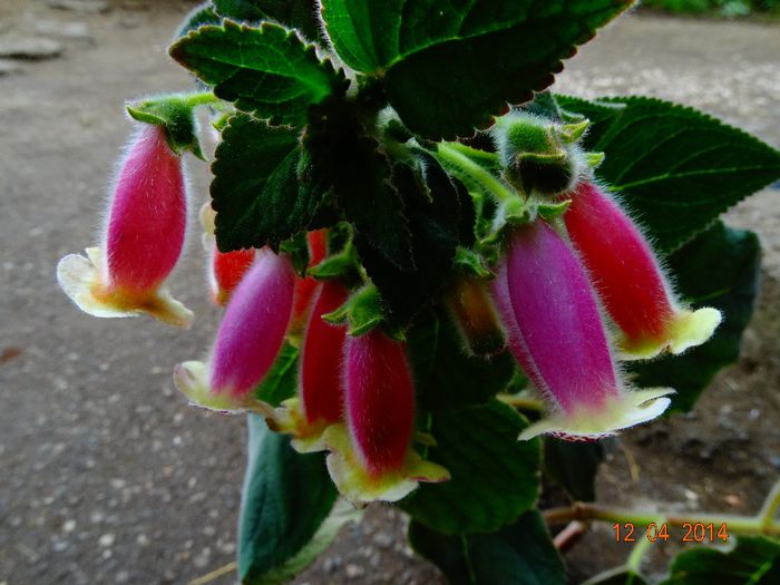 DSC01924 - Plante in ghiveci 2014