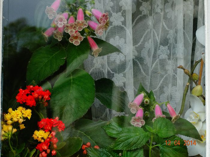 DSC01923 - Plante in ghiveci 2014