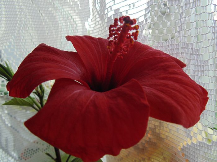 DSC01232