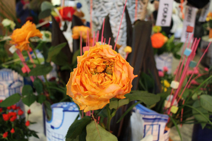 keukenhof 424 - Expozitie de trandafiri Keukenhof 2014