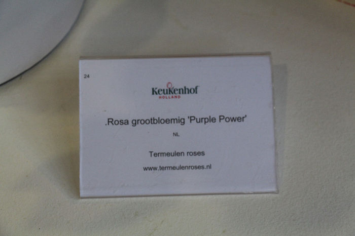 keukenhof 444 - Expozitie de trandafiri Keukenhof 2014