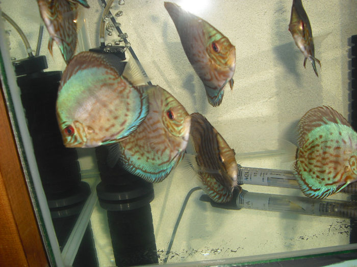 Blue turquoise - My Discus fish
