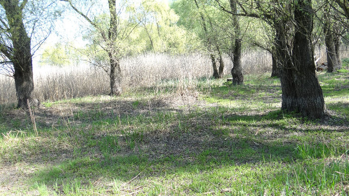 DSC09906