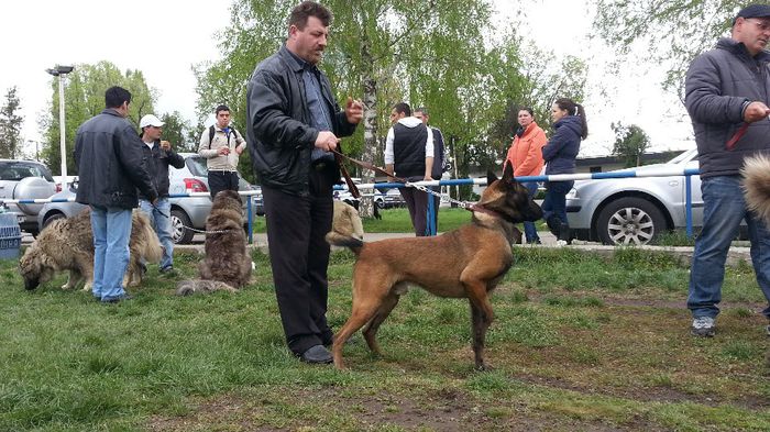 20140413_114951 - Mascul ciobanesc belgian malinois ice Dumas tatal Ikamatz mama Asia amandoi campioni la lucru