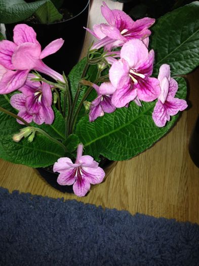 Something special - streptocarpus