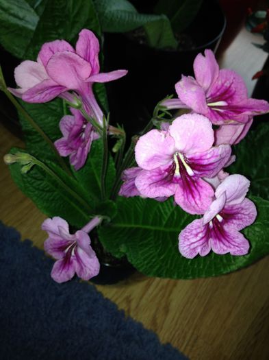 image - streptocarpus