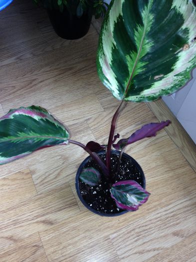 image - calathea roseopicta