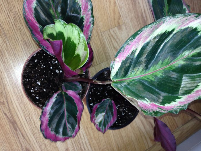 image - calathea roseopicta