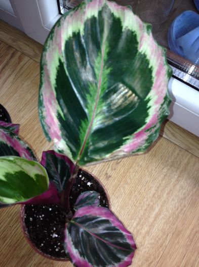 image - calathea roseopicta