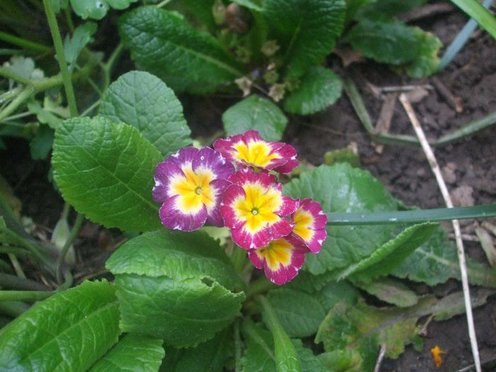 flori 098