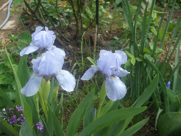 flori 068