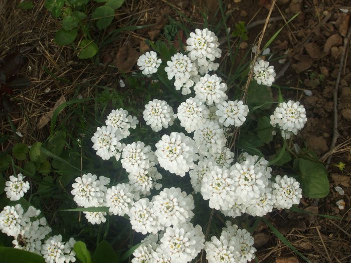 flori 086