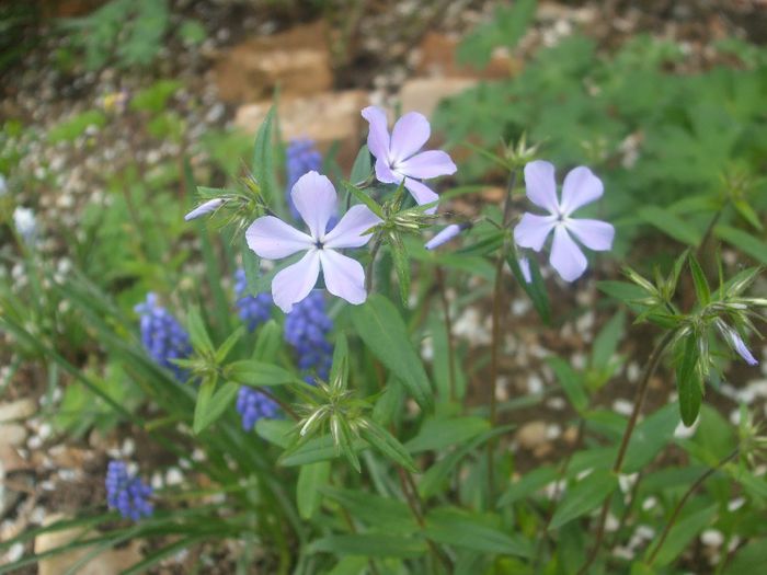 flori 092 - primavara 2014