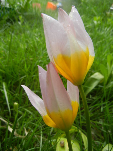 Tulipa Lilac Wonder (2014, April 15)