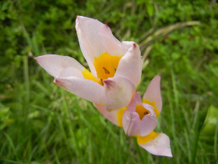 Tulipa Lilac Wonder (2014, April 15)