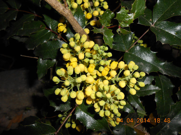 DSCN7727 - Mahonia aquifolium