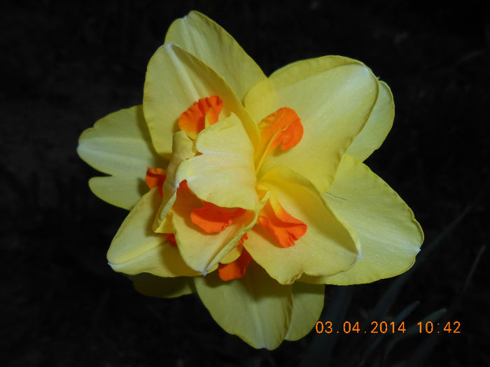DSCN7646 - Narcise