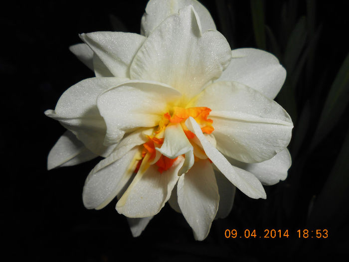 DSCN7844 - Narcise