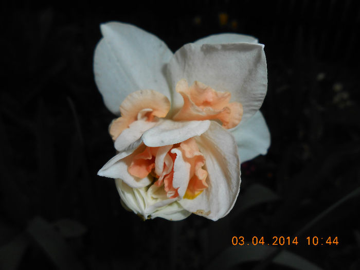 DSCN7655 - Narcise