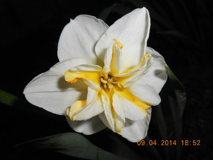 DSCN7837 - Narcise