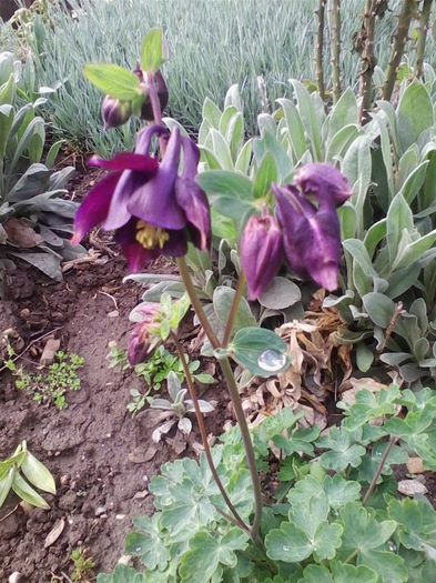 Picture 270 - flori de gradina 2014