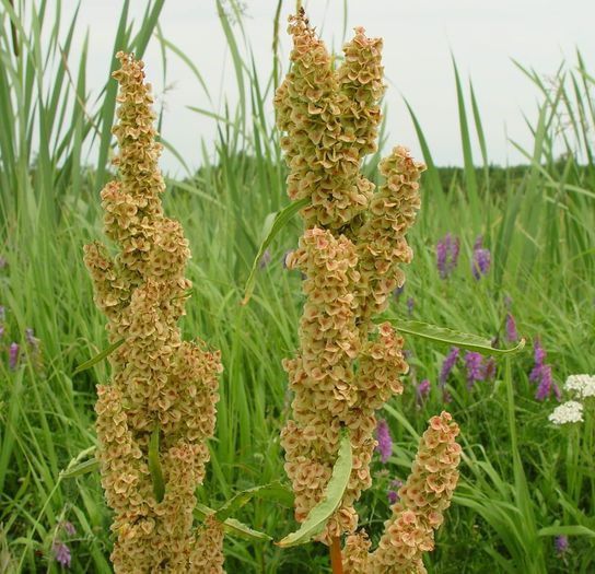 Stevia de gradina; (Rumex patientia)consumata mai ales primavara,cind frunzele sunt tinere si acidul oxalic,continut de planta matura,se gaseste in cantitati mai mici
