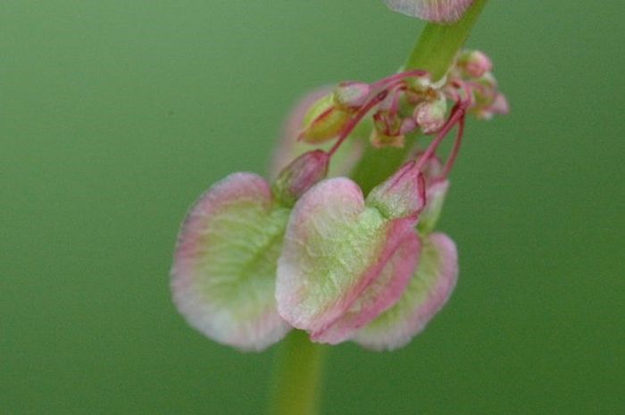 Stevia de gradina; (Rumex patientia)
