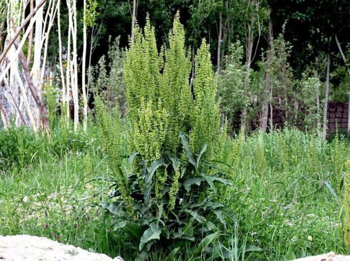 Stevia de gradina; (Rumex patientia)Pot fi conservate prin uscare, congelare, sau puse la borcan cu sare si adaugate ulterior la diferite mincaruri
