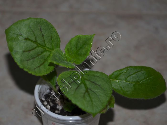 Kohleria my hibrids seria II 2013 - Baby plants