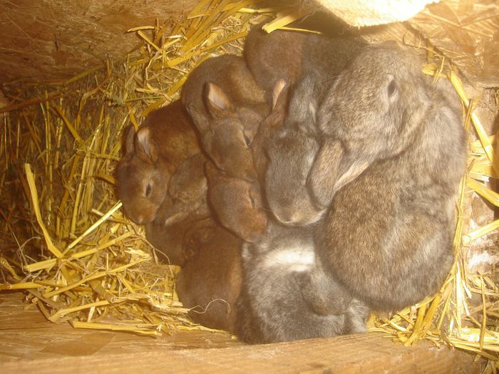 cuib 2; a adoptat si 3 pui de urias gri
