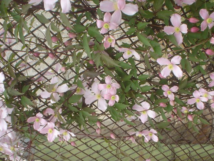 clematis Montana Rubens