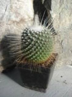 AQRMVRZZWNKLNJQCFJG - cactusi