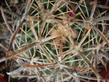 HIRYUQYWTAIZJJMDBGY - cactusi